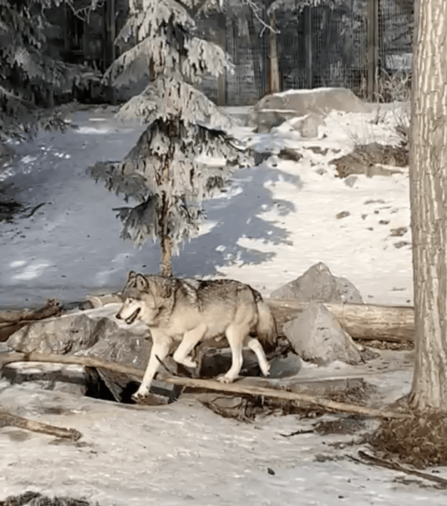 A picture of a grey wolf at the Zoo in Calgary